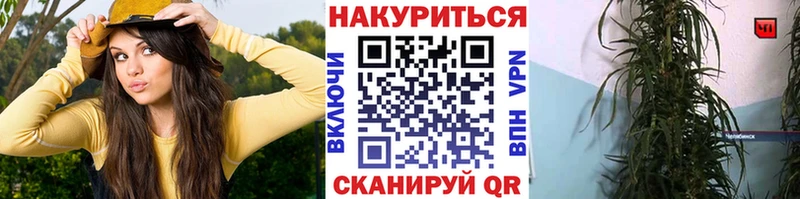 Конопля OG Kush Лебедянь